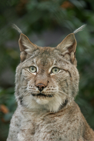 Sibirischer Luchs. Foto: � Barbara Scheer / Zoo Wuppertal